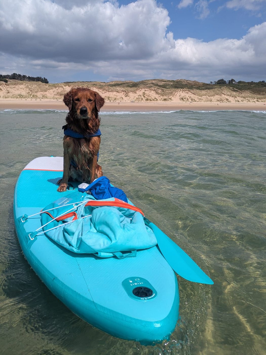 Enso the Golden Retriever sitting on a paddleboard in the sea